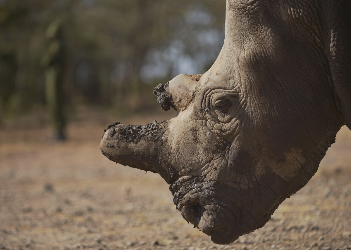 Rhino; Endangered Species; Conservation; Wildlife