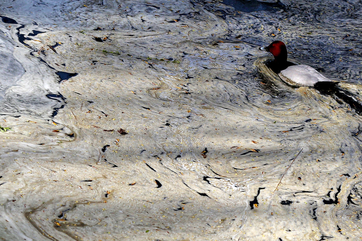 A waterfowl swims in the polluted lake at the Beijing zoo.
