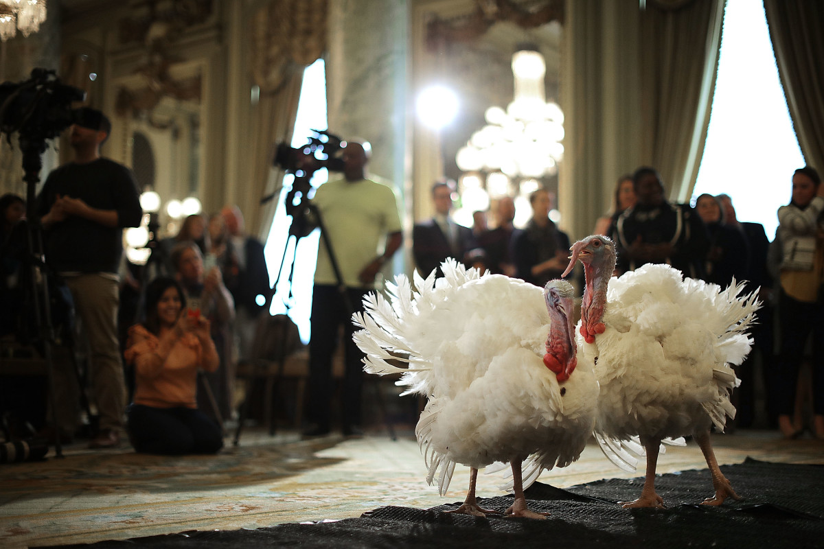 Drumstick and Wishbone, the National Thanksgiving Turkey and its alternate "wingman," meet the press ahead of their presidential pardon at an event in Washington, D.C. Both of the 20-week-old birds will then retire to their new home, Gobbler's Rest, at Virginia Tech.