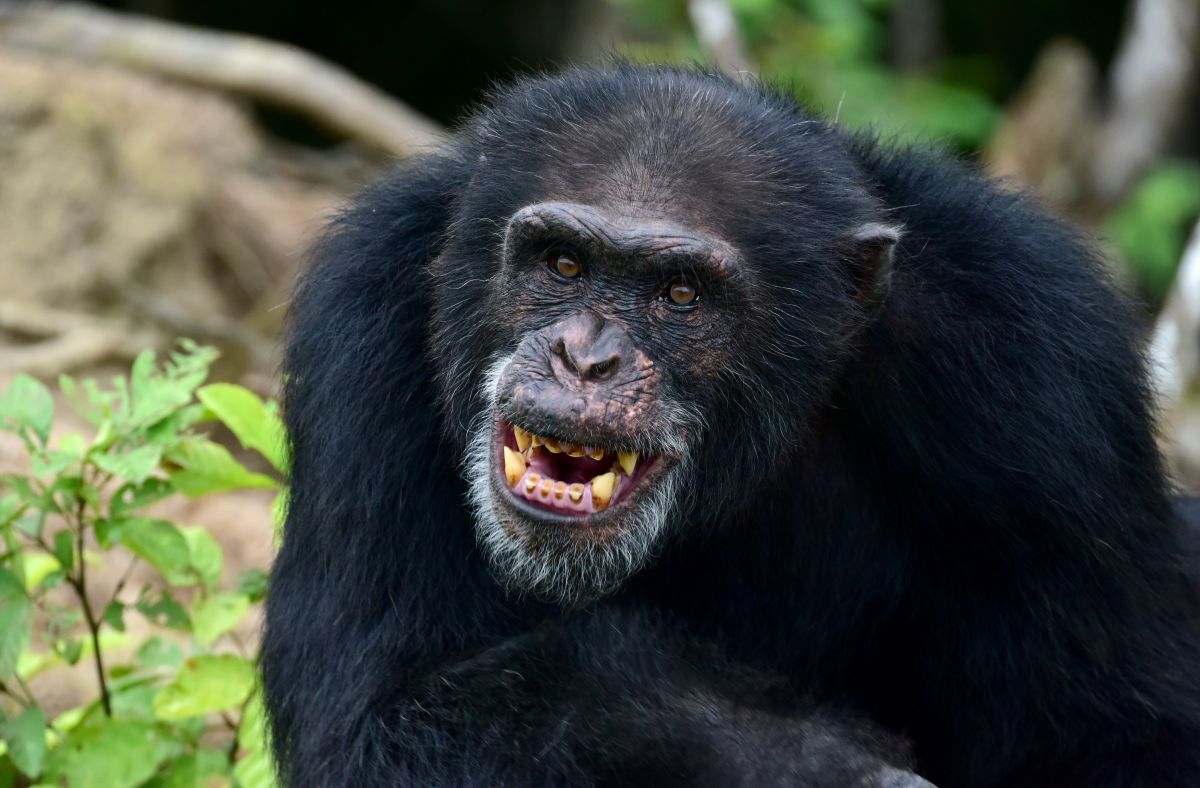 Ponso, the only surviving chimpanzee of a colony of 20 apes, is pictured on Chimpanzee Island near the town of Grand Lahou, Ivory Coast, on August 18th, 2017.