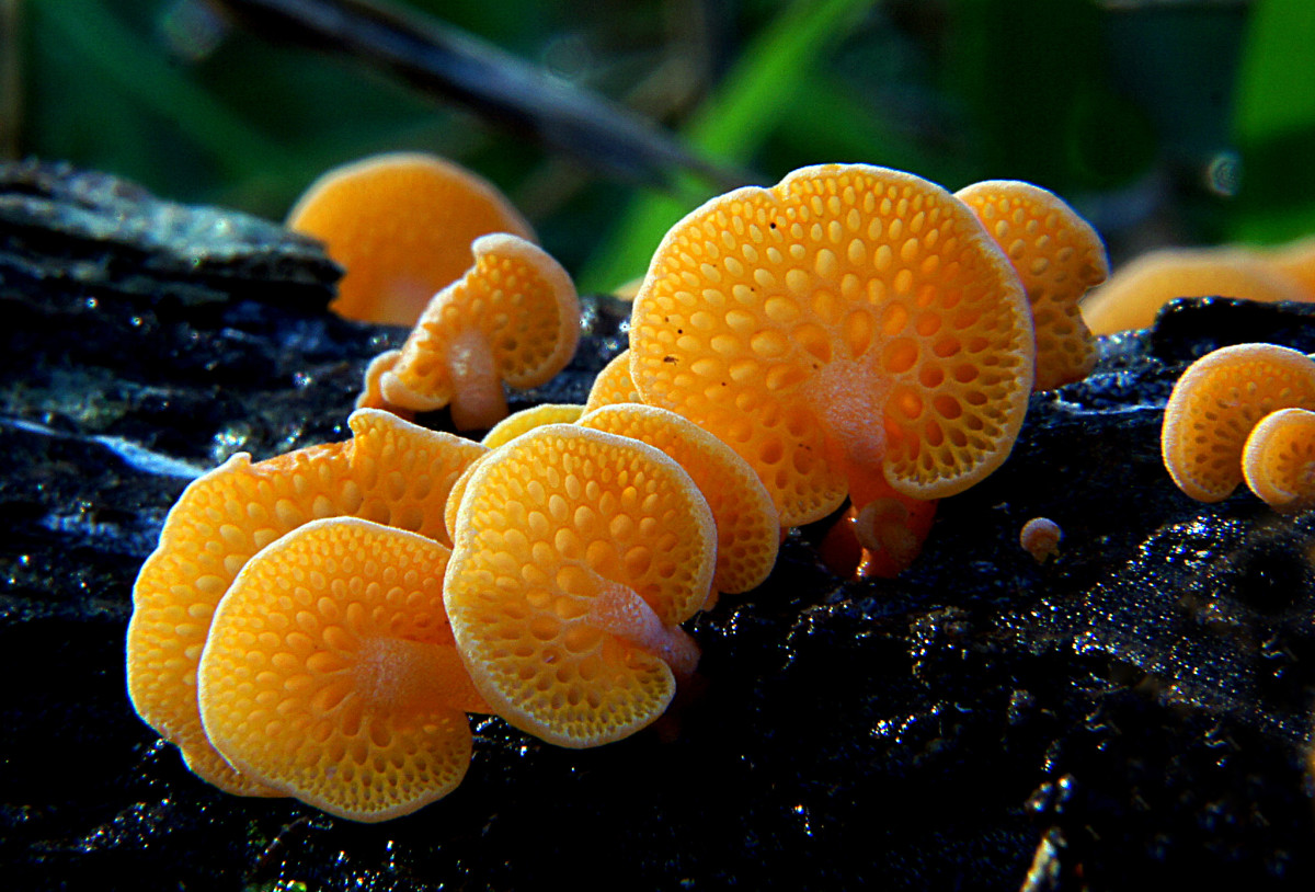 Invasive fungi in New Zealand.