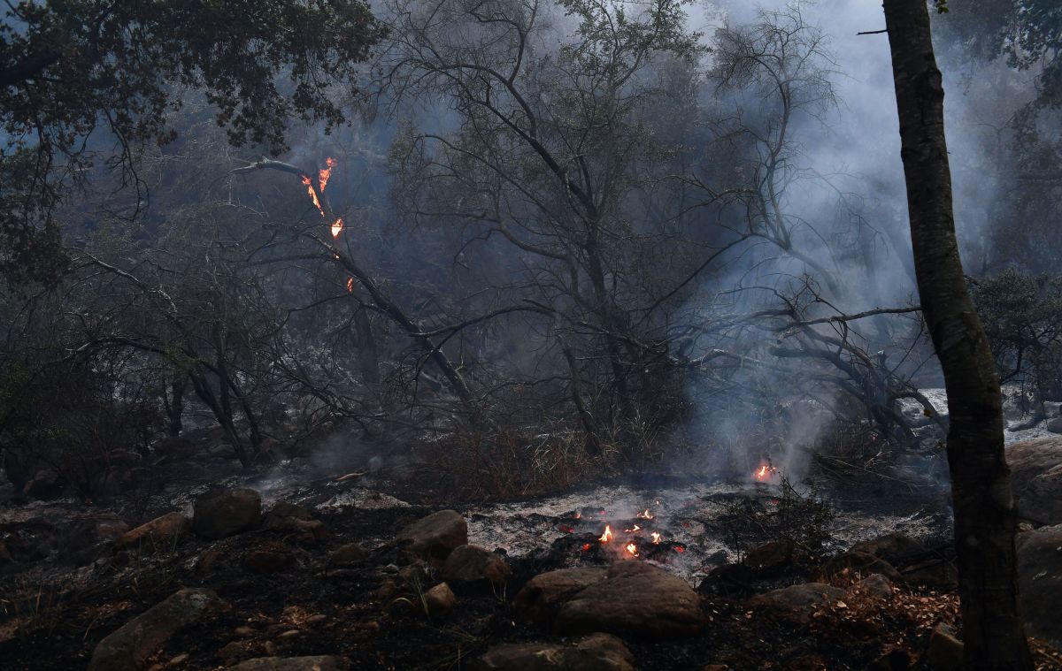 Trees burn in Toro Canyon, California, on December 12th, 2017.