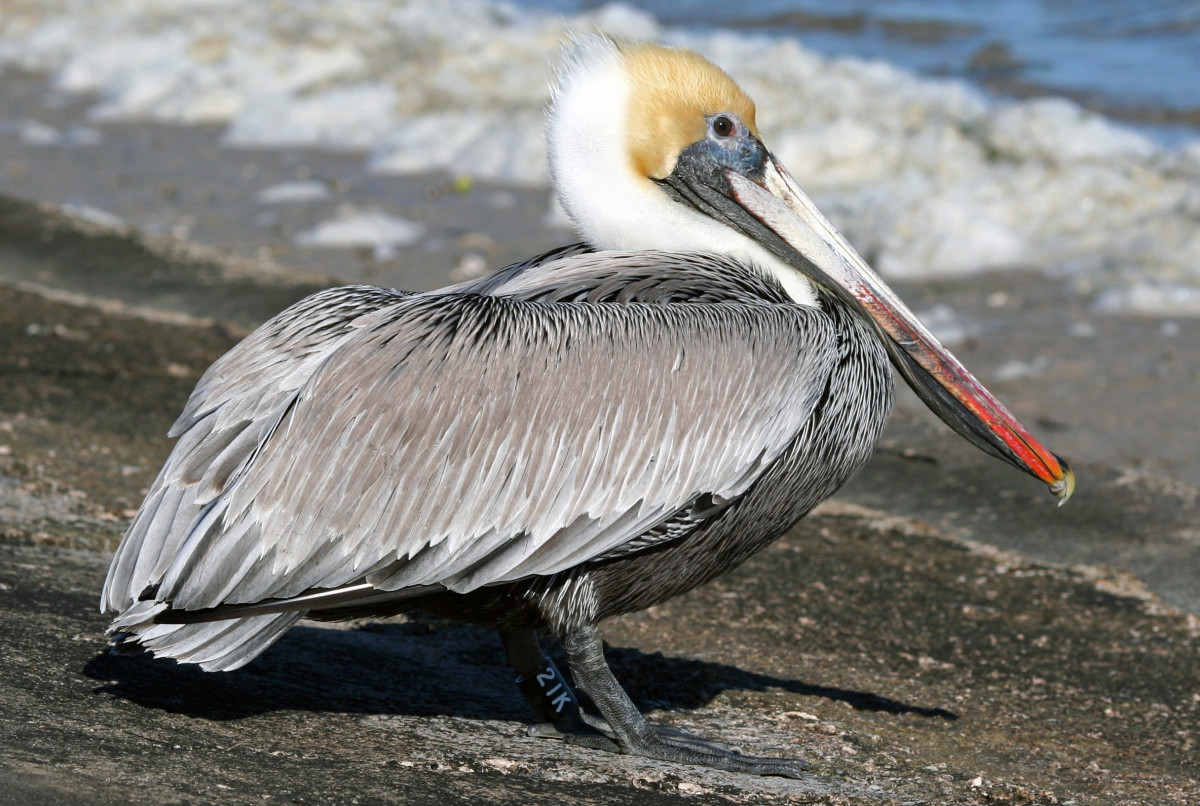 A Brown Pelican in Florida.