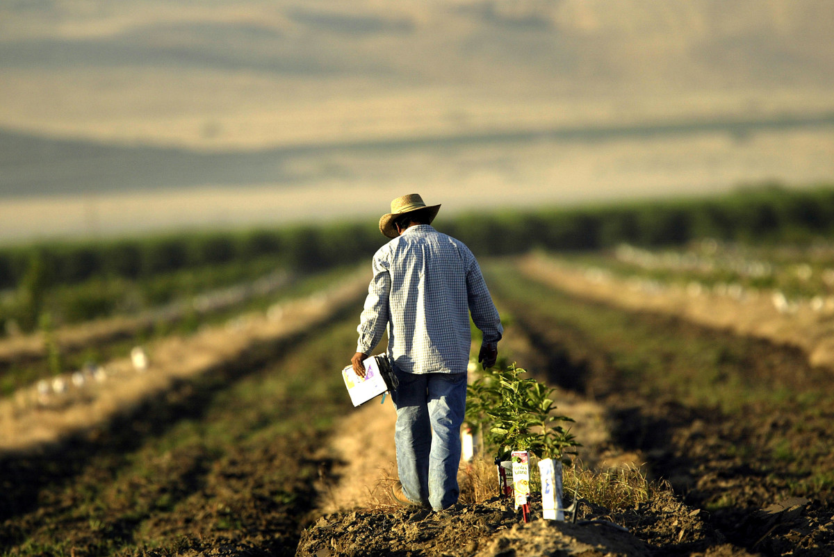 A farmworker labors in a field on August 11th, 2004, near the town of Arvin, California.