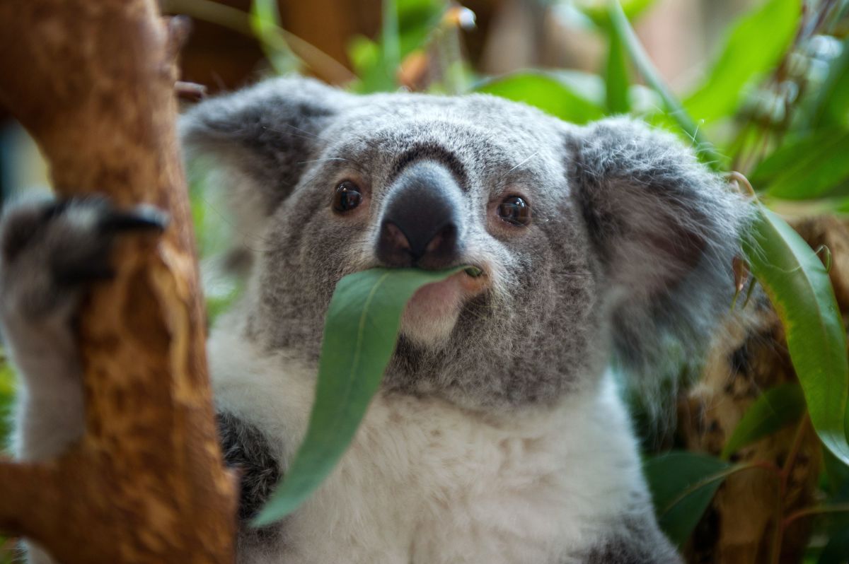 A female koala eats eucalyptus leaves.