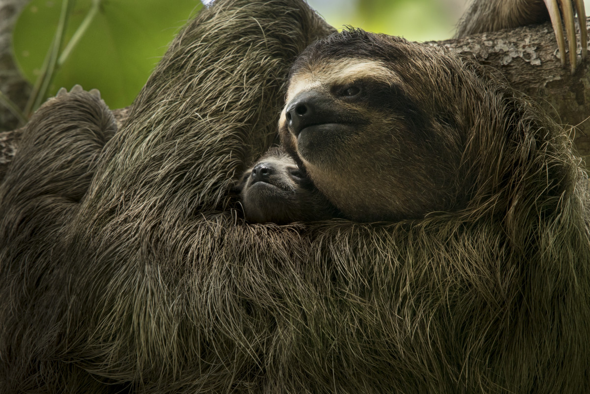 A three-toed sloth mother and baby are two of the many inhabitants of Central America's rainforest ecosystem.