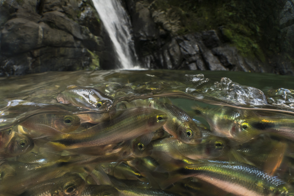 A large school of creek tetras congregates at the base of a waterfall.
