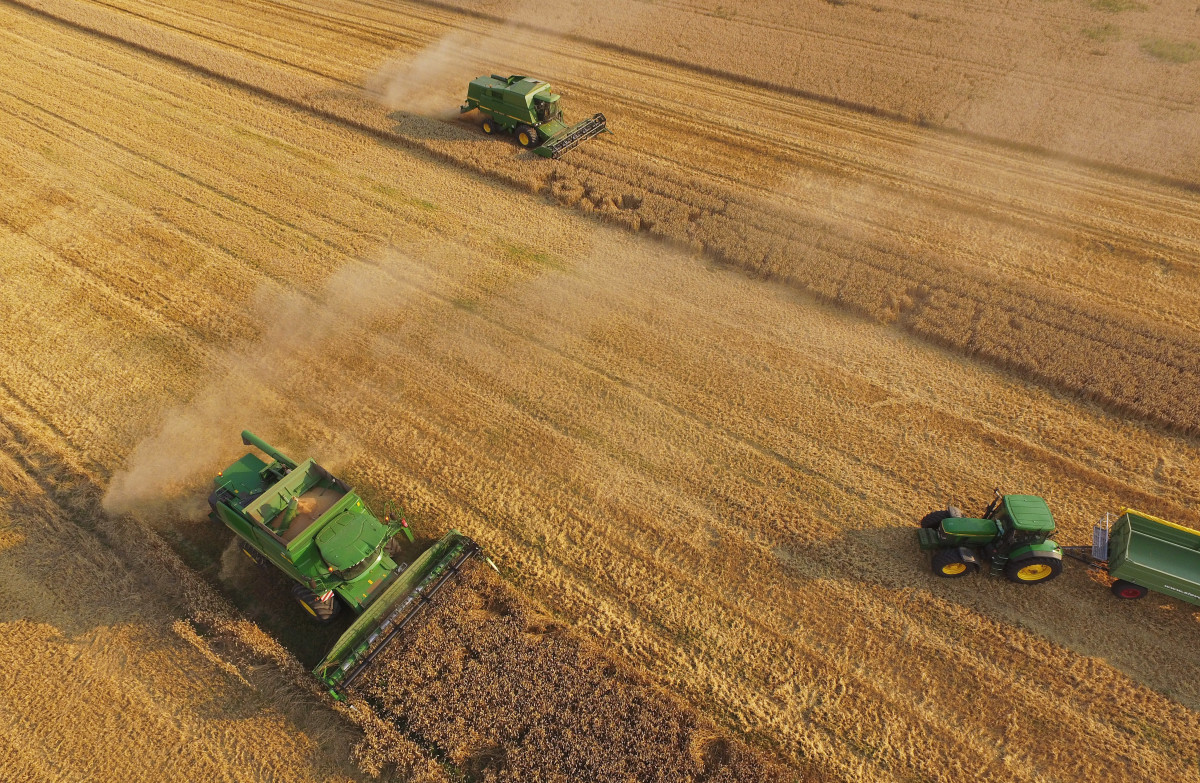 In this aerial view, combines harvest summer wheat at a cooperative farm on August 14th, 2015, near Grossderschau, Germany.
