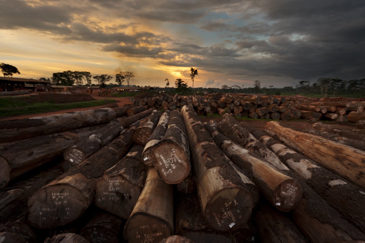 Scenes from Pallisco Logging company's FSC Timber operations in Mindourou, Cameroon.
