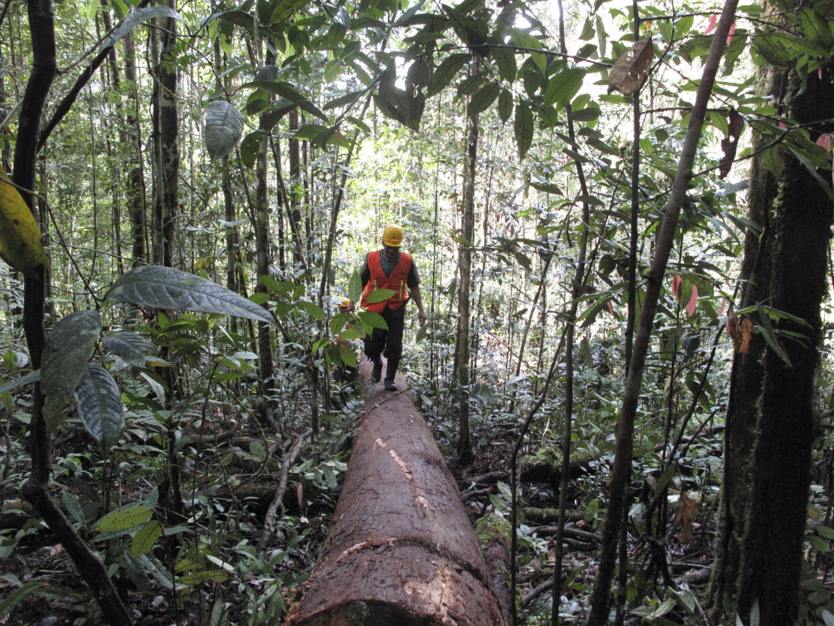 Timber Companies Have the Opportunity to Protect Forests Long Term -  Pacific Standard