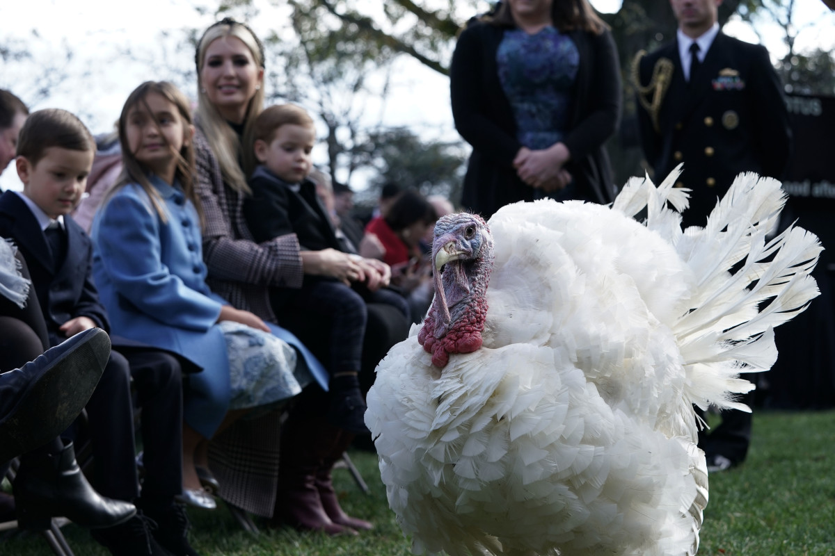 White House adviser and first daughter Ivanka Trump and her children Arabella, Joseph, and Theodore attend a turkey pardoning event as they watch Peas, one of the two turkeys, at the Rose Garden of the White House on November 20th, 2018, in Washington, D.C. The two pardoned turkeys, Peas and Carrots, will spend the rest of their lives at a farm after the annual Thanksgiving presidential tradition.