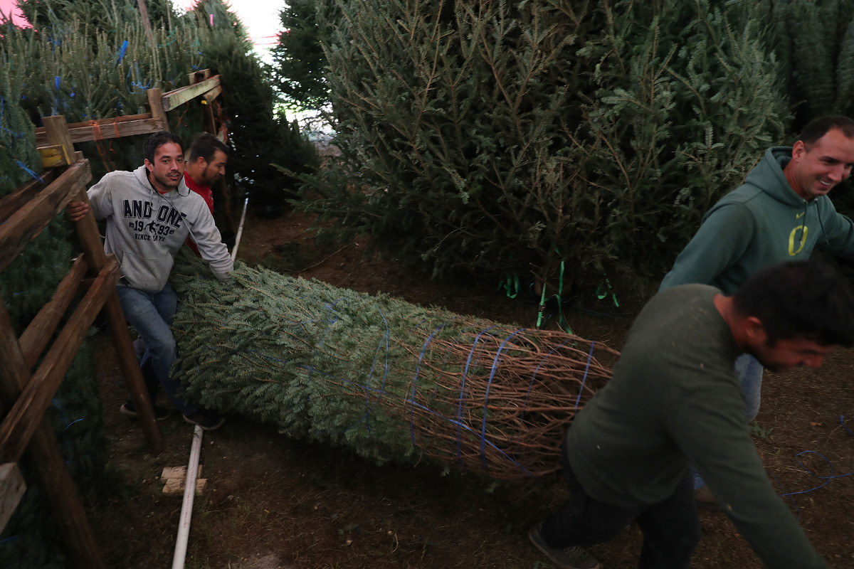 Workers help prepare a Christmas tree for sale at a Holiday Sale Christmas Tree lot on November 29th, 2018, in Miami, Florida. Reports indicate that the United States is suffering from a Christmas tree shortage nationwide, which is causing prices of trees to go up. The Miami Herald reported that the economic crash of 2008 led to fewer trees being planted, which is affecting this year's harvest because the trees take about 10 years to mature. Wildfires and hurricanes have also contributed to the shortage.