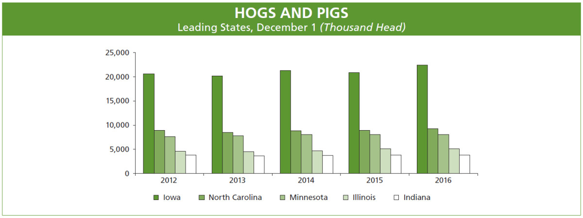 02-Hogs-and-Pigs-Graph