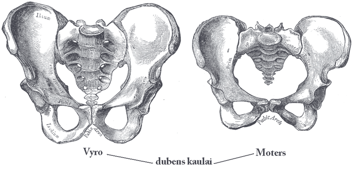 Two pelvises with drastically exaggerated differences—a man’s shown on the left and a woman’s on the right (identified in Lithuanian)—illustrate how sex was estimated skeletally in the early 1900s.