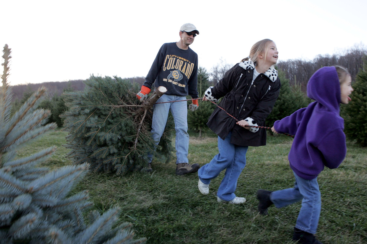 A man and his daughters drag their tree off the Snicker's Gap Christmas Tree Farm in Bluemont, Virginia.