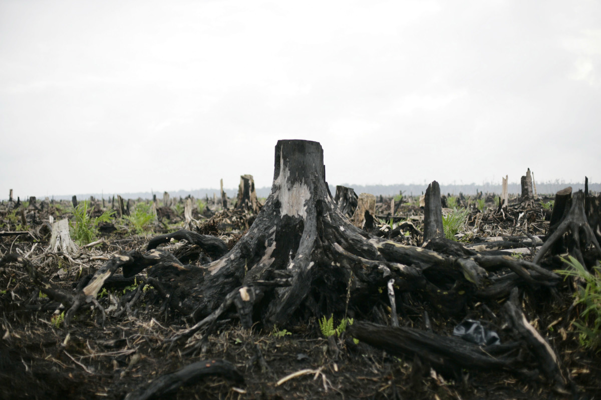 Newly planted palm oil trees are seen growing on the site of destroyed tropical rainforest in Indonesia.