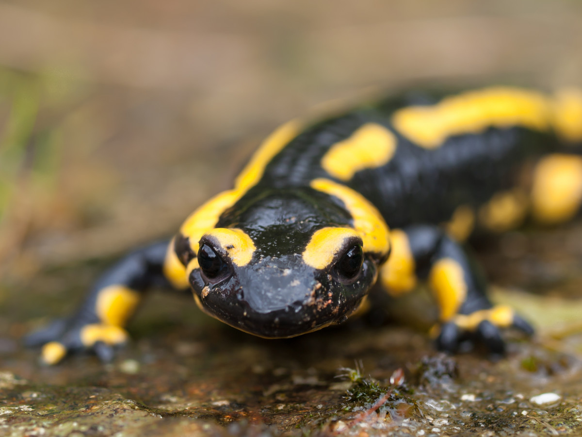 A Deadly European Fungus Threatens the Future of American Salamanders -  Pacific Standard