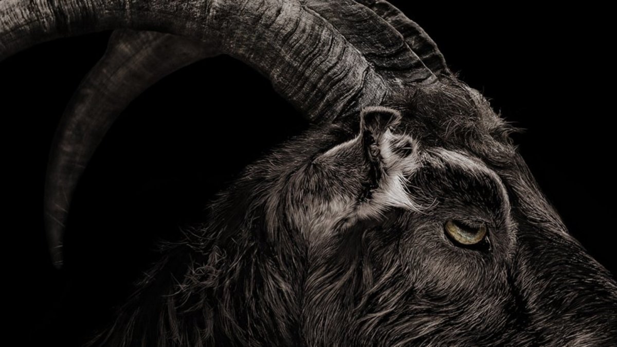 Despite his star turn as Black Phillip, Charlie the goat received no awards recognition. 