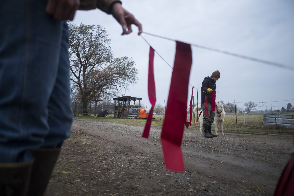 Red flags, also known as fladry, act as a deterrent to predators on the ranch.