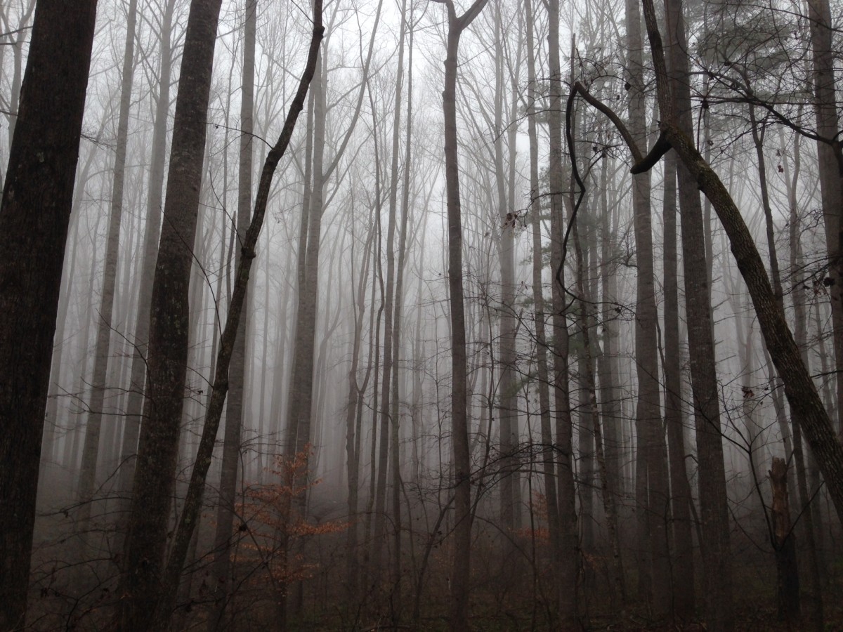 The woods of Pulaski, Virginia.