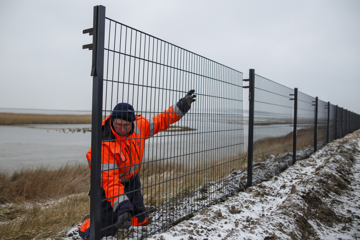 A worker installs a portion of a fence along the Danish border with Germany that is meant to stop wild boar from entering Denmark, on January 31st, 2019, near Tonder, Denmark. Danish authorities are hoping the new 70-kilometer fence will prevent a possible spread of African swine fever from Eastern European wild boar to domestic pigs. Denmark has a large pork industry, and authorities fear a possibly devastating impact should African swine fever reach Danish farms.