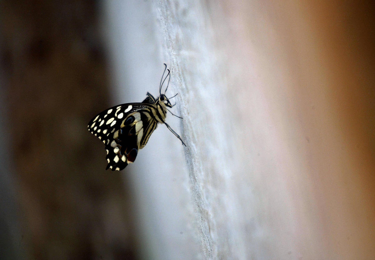 One of the breeding butterflies at Suleiman Kachuma's butterfly garden near Arabuko Sokoke forest.