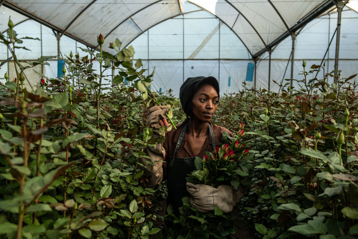 A woman picks roses inside a greenhouse at Wildfire Flowers on February 13th, 2019, in Naivasha, Kenya. Kenya accounts for 38 percent of the flower industry's market share in the European Union, according to the Kenya Flower Council, an industry group. Approximately 50 percent of its exported flowers are sold at auctions in the Netherlands, the source of most of Europe's Valentine's Day bouquets. Kenya's floriculture industry earned more than $800 million in 2017, providing employment to over 100,000 people in the country, according to industry data.
