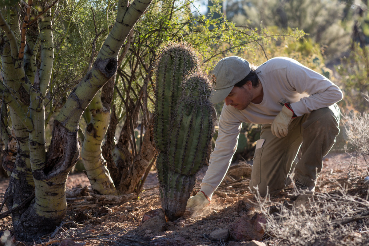 Luke Hetherington, biological engineer for Saguaro National Park, plants saguaros that were rescued from an old mineshaft that was backfilled.