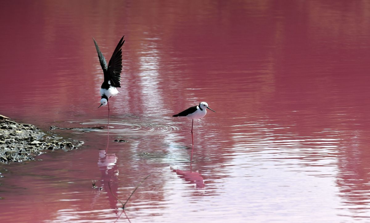 Two stilts look out over a lake that has turned a vivid pink thanks to extreme salt levels further exacerbated by hot weather, in Melbourne, Australia, on March 4th, 2019. The natural spectacle, which resembles a toxic spill, is the result of green algae at the bottom of the lake at Westgate Park reacting to the high levels of salt and producing a red pigment.