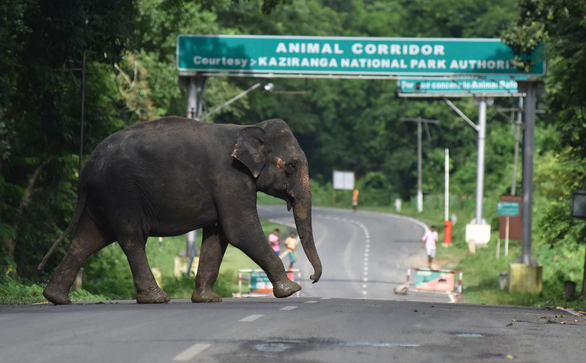 An elephant crosses National Highway-37, which passes through the flooded Kaziranga National Park in the northeastern state of Assam on August 14th, 2017.