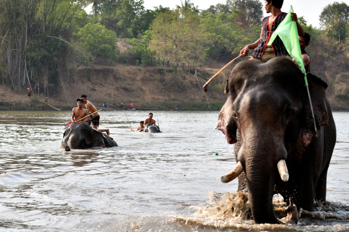 Mahouts ride their elephants in a river swimming race during the Buon Don elephant festival in Vietnam's Central Highlands in the Dak Lak province on March 12th, 2019. Locals say the race is a celebration of the much-revered animals, traditionally thought of as family members in this part of Vietnam, but conservation groups are calling for an end to the festival, which they say is cruel and outdated.
