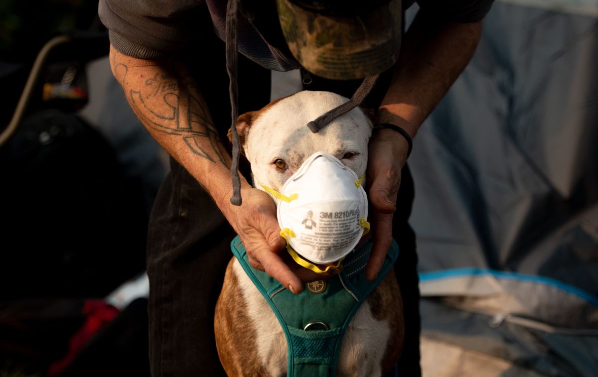 A dog wears a respirator.