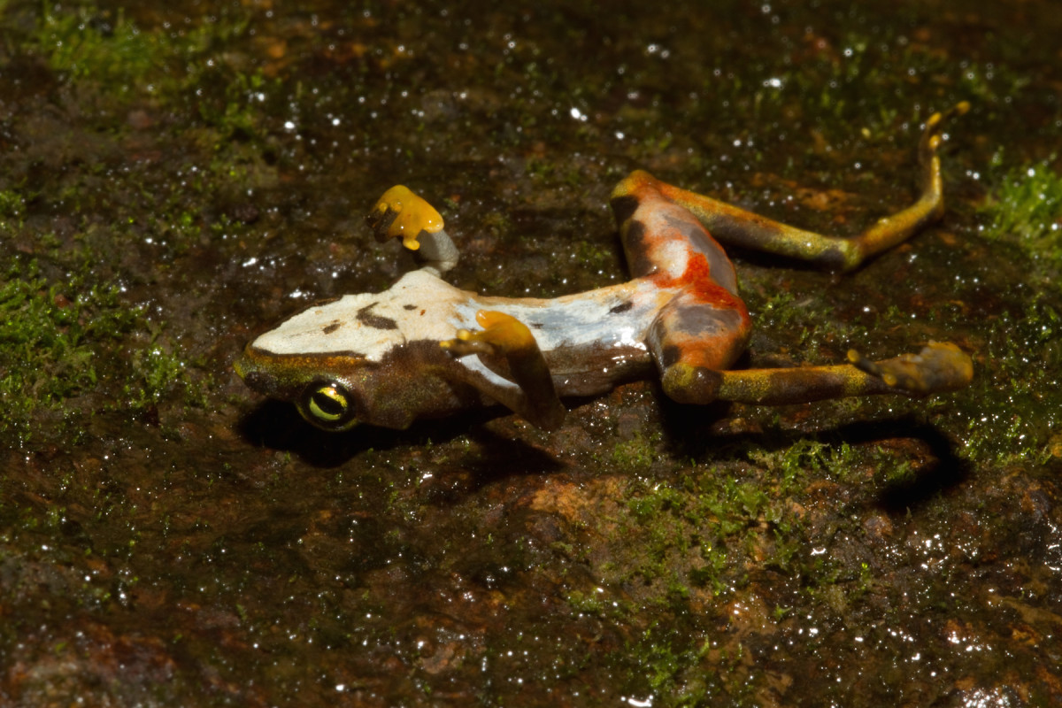 A dead Bd-infected limosa harlequin frog.