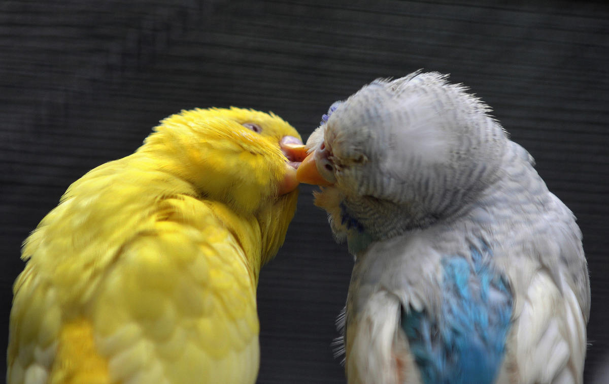 A couple of Budgerigars are seen inside their cage at the Emperor Valley Zoo and Botanical Garden of Port of Spain in Trinidad and Tobago.