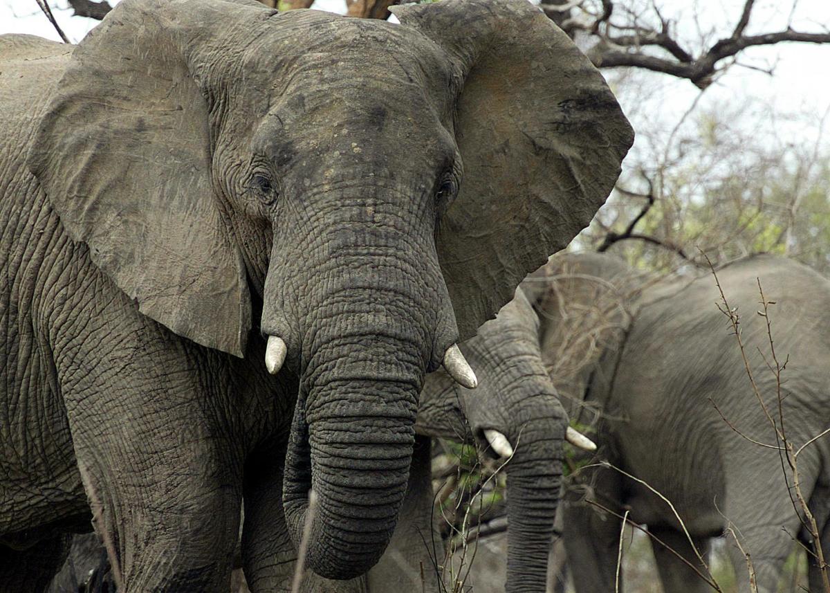 Download Inside a Remarkable Local Effort to Stop Elephant Poaching ...