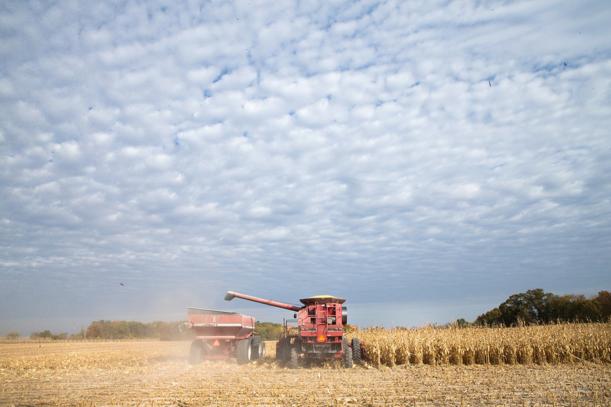 Farmers harvest corn near Burlington, Iowa.