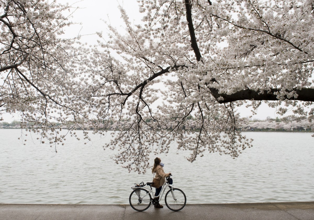 A bicyclist stops to look up at the cherry trees as they blossom around the Tidal Basin on the National Mall in Washington, D.C.