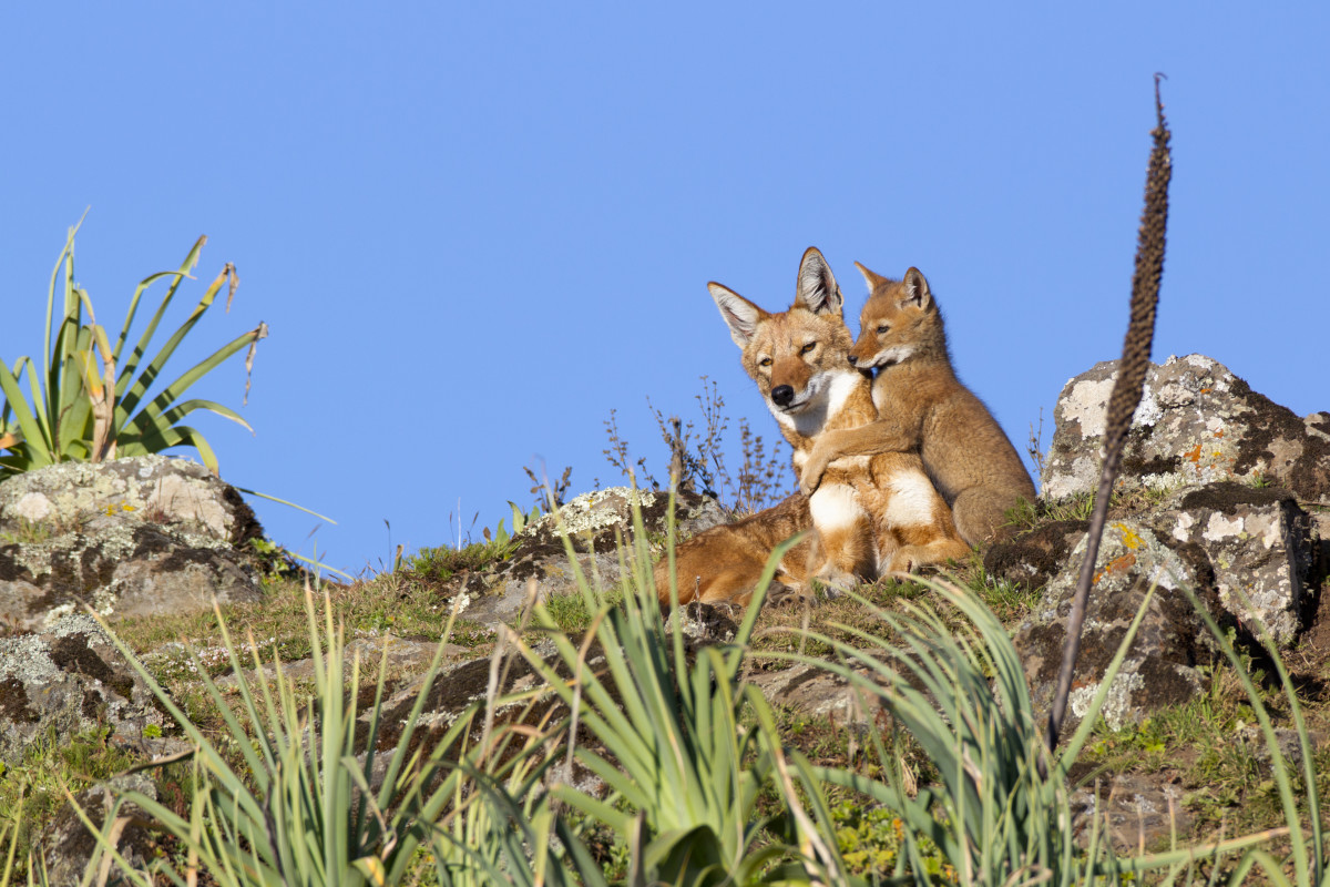 An Ethiopian wolf pup plays with an older sibling in Bale Mountains National Park, Ethiopia.