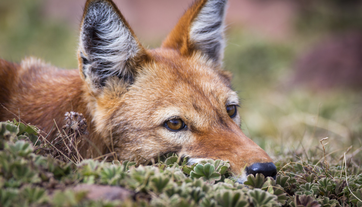 An adult Ethiopian wolf takes a break from stalking prey.