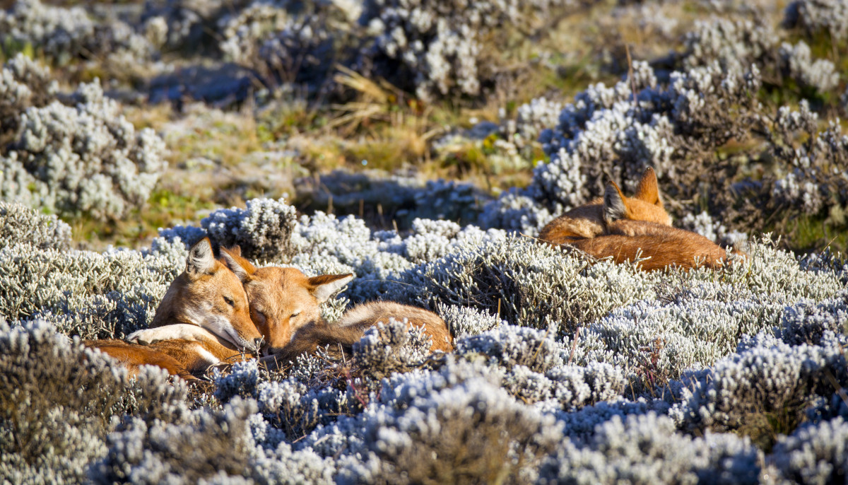 Although they are solitary hunters, Ethiopian wolves have retained many of the social behaviors of their ancestors.