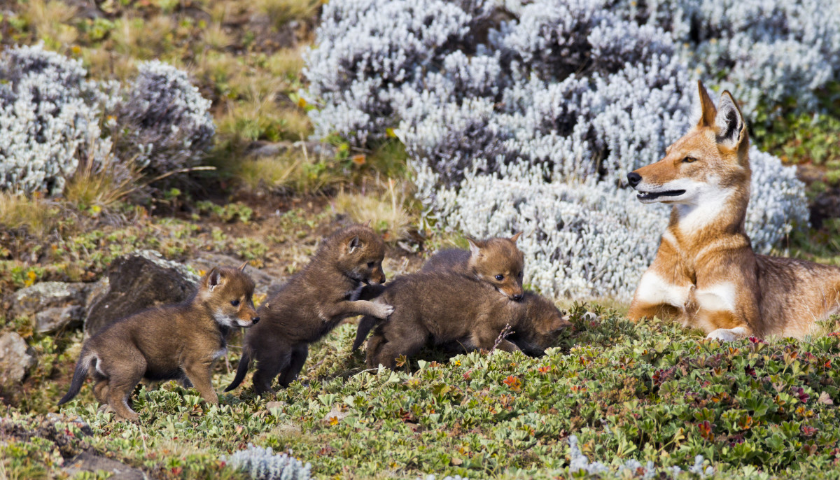 A female Ethiopian wolf keeps watch over her playful litter of pups.