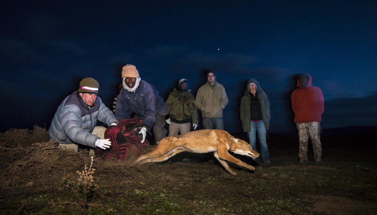 Ethiopian wolves are like "greyhounds out of the starting blocks" as soon as they're released, says photographer Will Burrard Lucas.