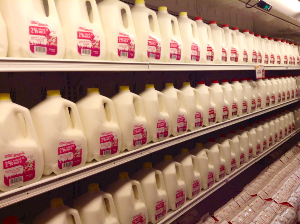 Gallons of milk on shelves in a grocery store