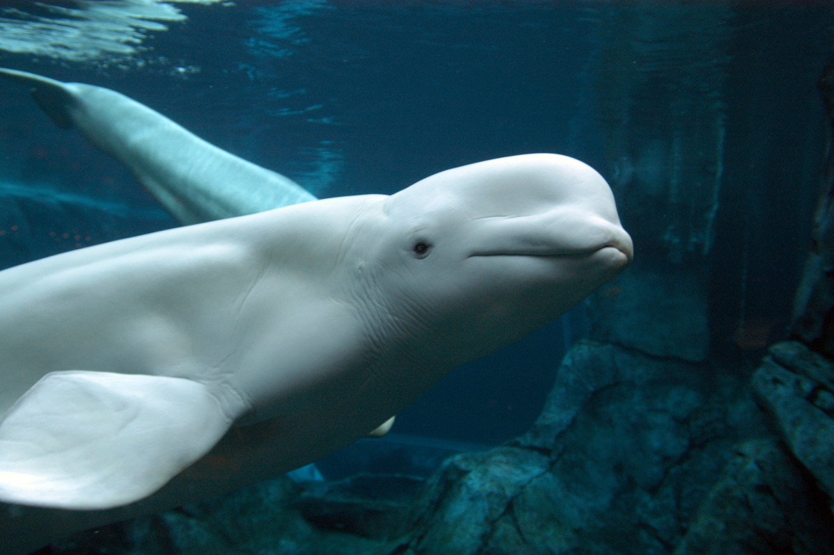A beluga whale.
