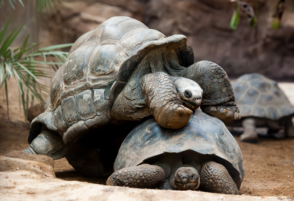 Giant Galapagos tortoises.