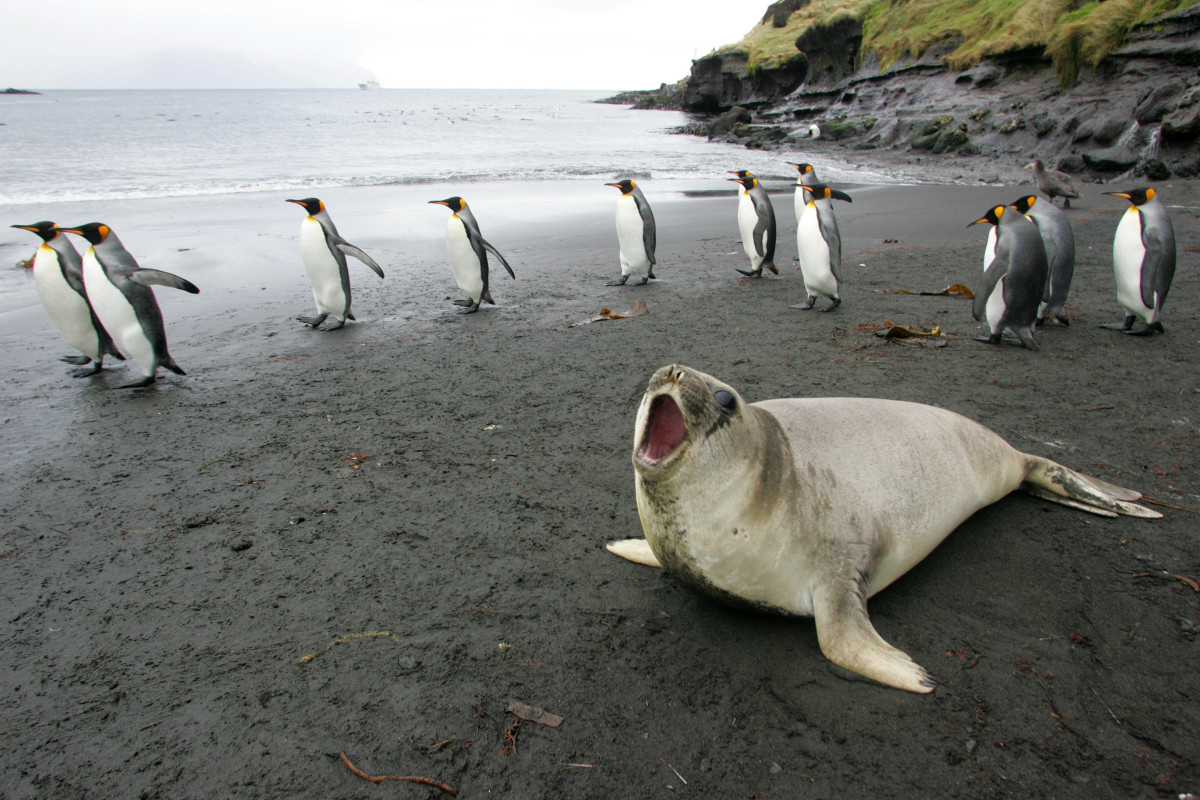 King penguins march behind an elephant seal.