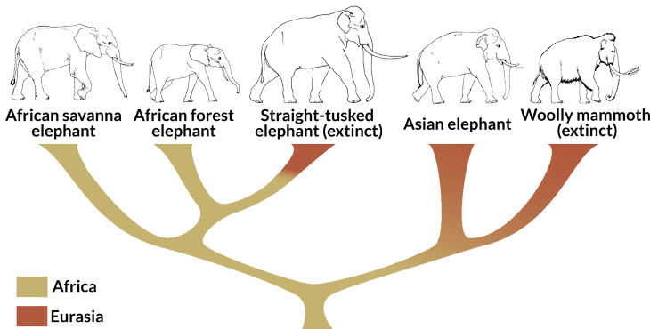 A revised tree showing phylogenetic relationships among living and extinct members of the elephant family, color-coded by their presumed geographical range.