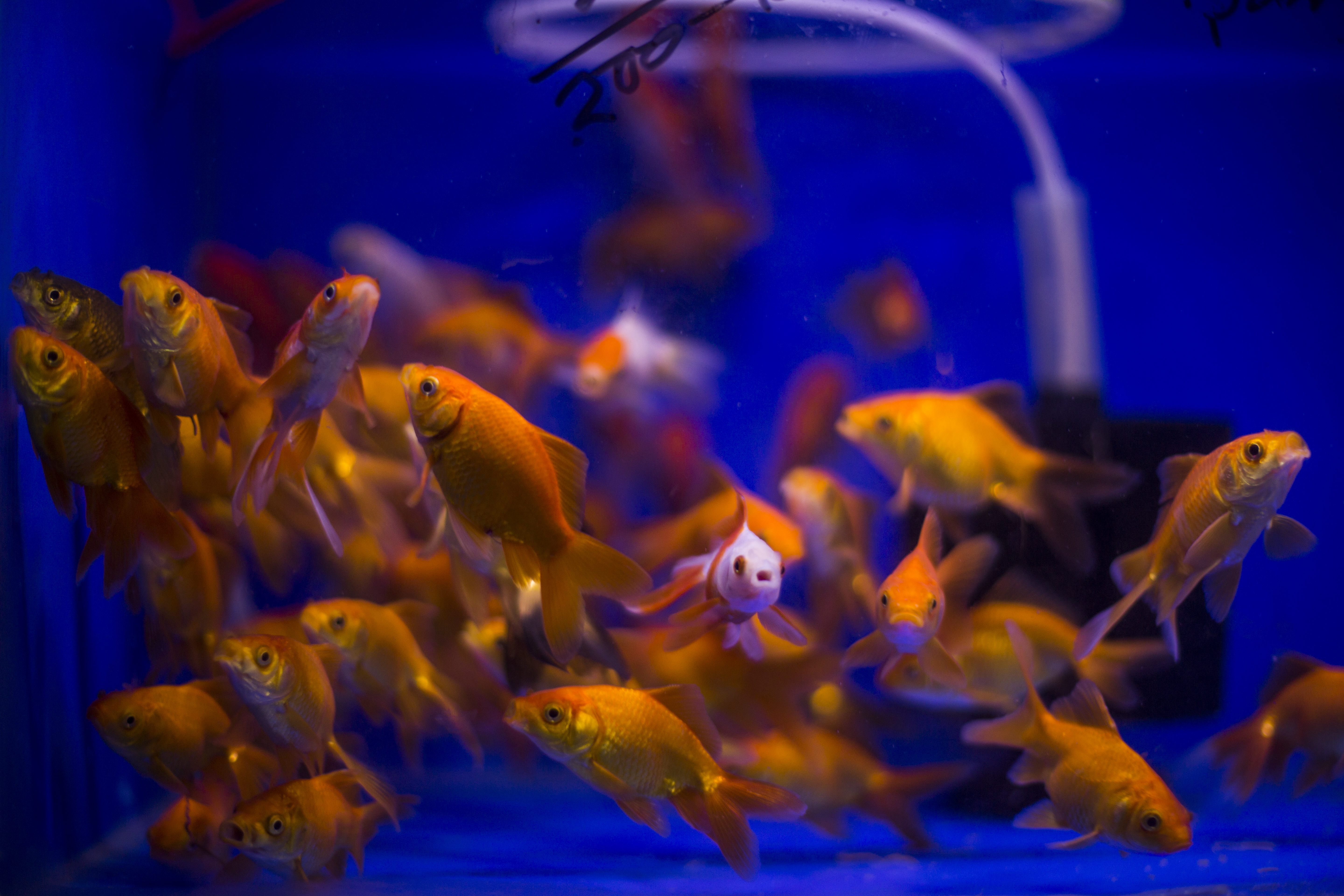 Fish swim in neon blue tanks just in front of Kadavumbhagam Synagogue's glittering prayer hall.