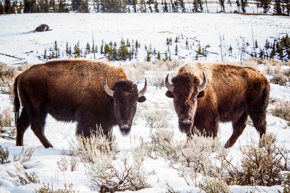 A pair of Yellowstone bison in the park in winter. In heavy snow years, bison migrate out of the park to find winter forage at lower elevations, where ranchers fear they may make contact with cattle and infect them with brucellosis.