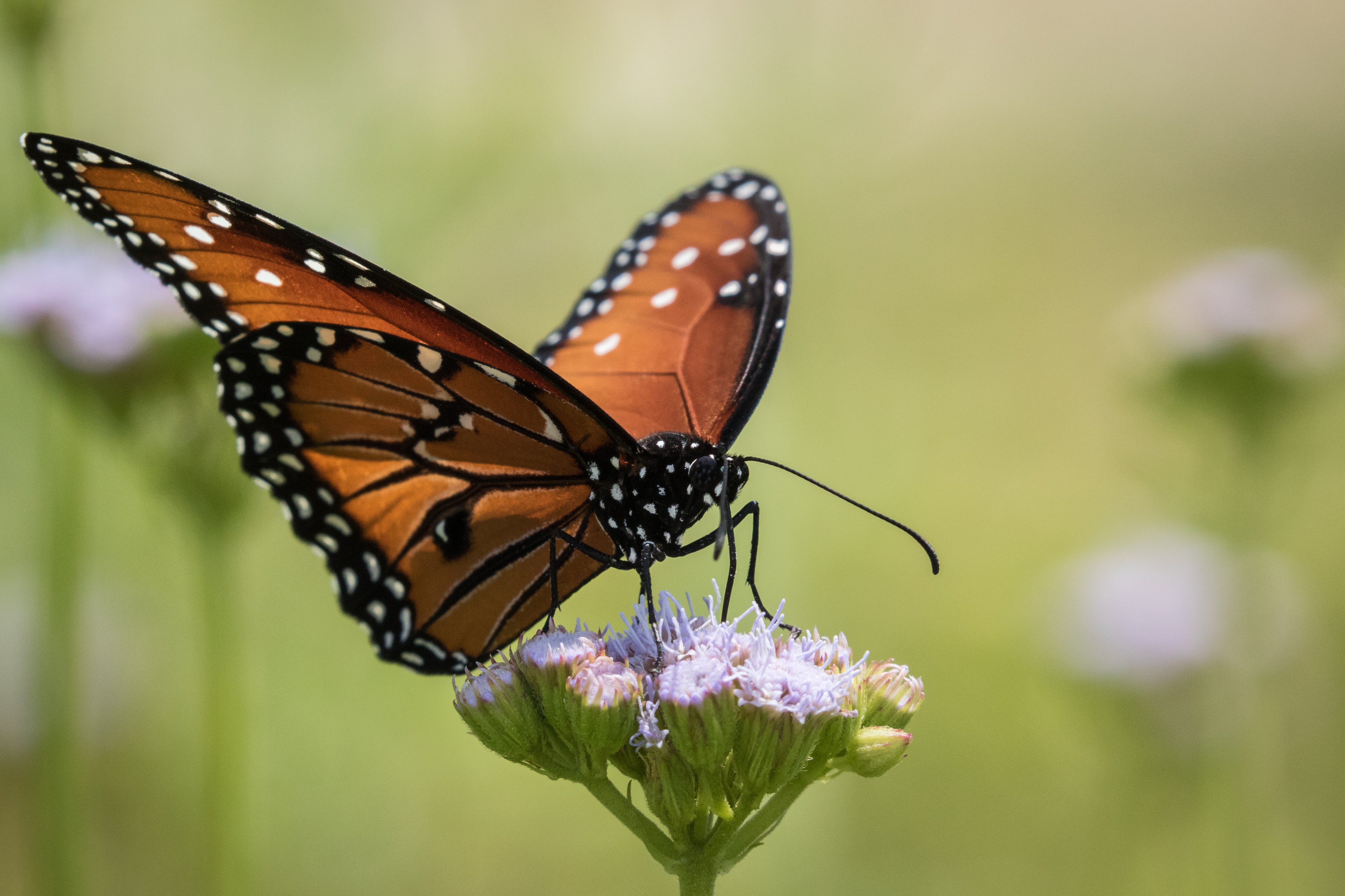 A butterfly at the National Butterfly Center in Mission, Texas.